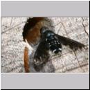 Anthrax anthrax - Trauerschweber 01d.jpg